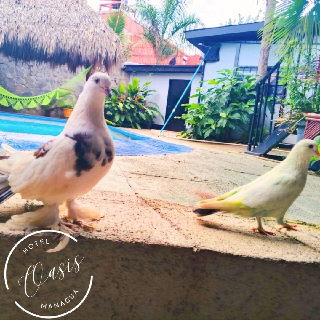 Managua Hotel Oasis Екстериор снимка